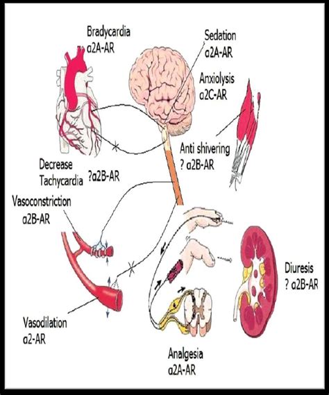 Physiology of Adrenergic Receptors .